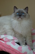 RAGDOLLS 030